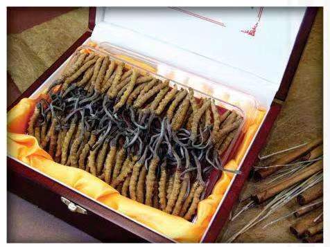 忻州冬虫夏草回收